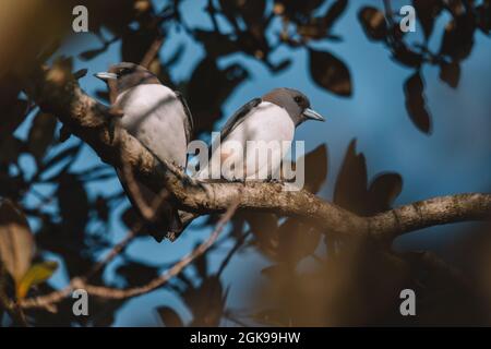 Woodswallow (Artamus leucorhynchus) in Australia Foto Stock