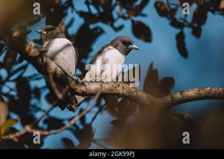 Woodswallow (Artamus leucorhynchus) in Australia Foto Stock