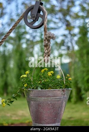 secchio di alluminio con fiori gialli appesi su una corda da un pozzo d'acqua inutilizzato. ornamento. piante verdi sfocate sullo sfondo. Foto Stock