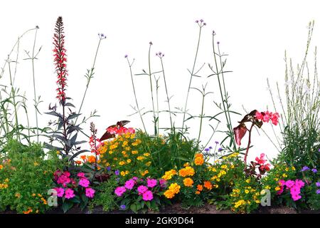 Fiori annuali fioriti Panorama, isolato orizzontale panoramico fioritura Cardinal Flower Bed Closeup, fioritura Begonias, balsami, Gauras, marigolds Foto Stock