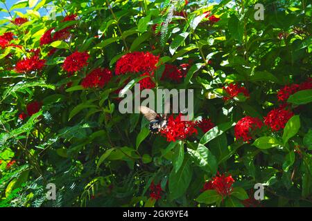 Una farfalla a strisce bianche e nere le ali si falda su un fiore rosso. Giorno di sole. East Rift Valley National Scenic Area, contea di Taitung, Taiwan. 2021 Foto Stock