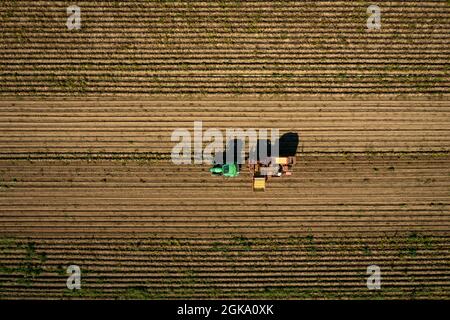 Raccolta di patate in un campo, catturato da un drone dall'alto con contadino che raccoglie patate su un trattore. Foto Stock