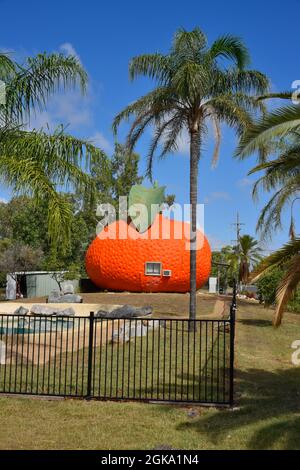 Il Big Mandarin a Mundubbera, nella regione del Burnett settentrionale, Queensland è una scultura in vetroresina sovradimensionata di un mandarino Ellendale. Foto Stock
