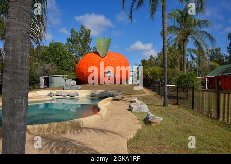 Il Big Mandarin a Mundubbera, nella regione del Burnett settentrionale, Queensland è una scultura in vetroresina sovradimensionata di un mandarino Ellendale. Foto Stock