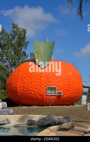 Il Big Mandarin a Mundubbera, nella regione del Burnett settentrionale, Queensland è una scultura in vetroresina sovradimensionata di un mandarino Ellendale. Foto Stock