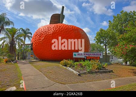 Il Big Mandarin a Mundubbera, nella regione del Burnett settentrionale, Queensland è una scultura in vetroresina sovradimensionata di un mandarino Ellendale. Foto Stock