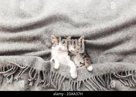 Due piccoli gattini dormono con gli occhi chiusi e coperti di soffice coperta Foto Stock