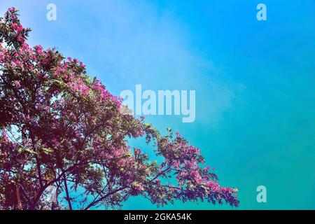 Primavera twig o bough fiore sfondo arte con fiori rosa panicle su albero contro cielo blu. Bella scena natura il giorno del sole Foto Stock