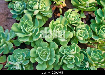Pianta succulenta. Cactus a botte, cactus a botte d'oro, palla d'oro. Viaggio verso la città di montagna di Colombo, Sri Lanka. Novembre 2019 Foto Stock