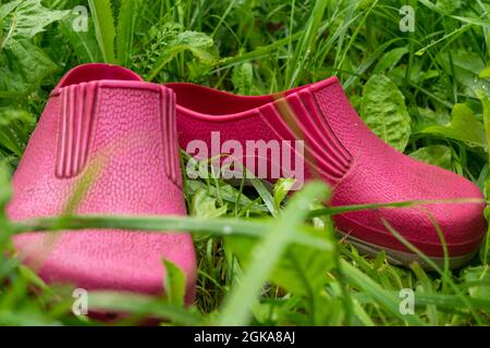 Un paio di calici di gomma rosa nell'erba verde Foto Stock