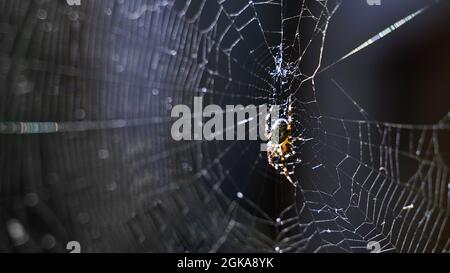 Ragno nel nastro di ciottoli su sfondo scuro. Spaventoso concetto di Halloween con spazio di copia. Foto Stock