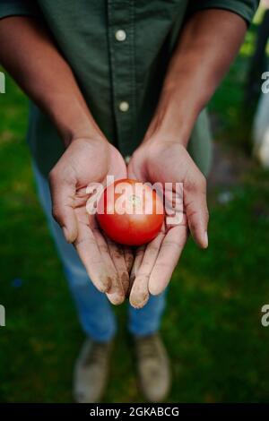 Misto razza maschio agricoltore che detiene pomodoro fresco Foto Stock