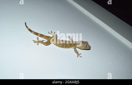 Tokay gecko su parete grigia , molti punti di colore arancione sparsi sulla pelle blu di Gekko gecko , rettili nelle case dei tropici Foto Stock