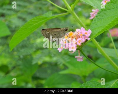 Indian Palm Bob Butterfly (Suastus gremius) succhiare nettare su West Indian Lantana fiore con sfondo verde naturale Foto Stock