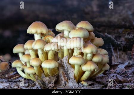 Primo piano di un gruppo di funghi porcini lievitati tra le foglie autunnali sul pavimento della foresta Foto Stock