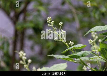 boccioli di fiore di bacche nero e verde brillante non ancora fiorente sulla vite spinosa Foto Stock