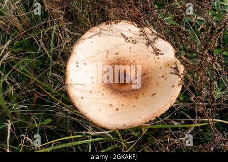 Defocus close-up fungo di ombrellone, macrolepiota procera, tra erba secca, foglie e aghi. Funghi commestibili che crescono nella foresta verde. Boleto nascoso Foto Stock