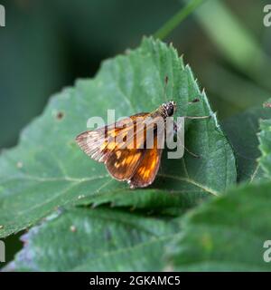 Farfalla skipper grande (Ochlodes sylvanus); femmina di riposo Foto Stock