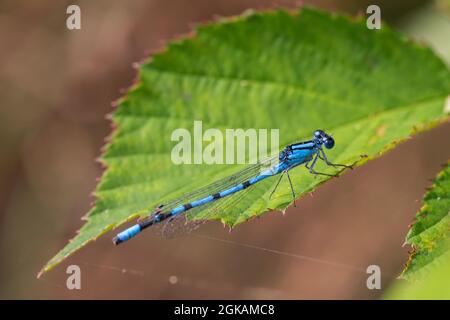 Maschio comune damselfly blu Enallagma cyathigerum), riposo Foto Stock