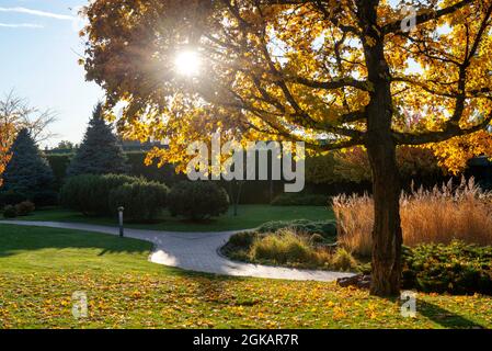 Bella scena autunnale in un giardino della città, il sole splende attraverso il fogliame giallo Foto Stock