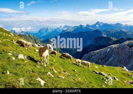 Pascolo su un prato alpino nelle Alpi Giulie di fronte ad un panorama montano Foto Stock