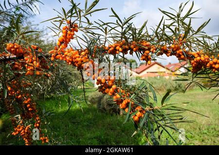 13 settembre 2021, Brandeburgo, Werder (Havel): Un cespuglio di fibbie di mare con frutta cresce nel giardino di fibbie di mare Petzow, che è un giardino di frutta e di esperienza e un sito di produzione mostra della Christine Berger GmbH & Co. KG sul tema del fibbio di mare. Un negozio di fattoria e un mercato di specialità offrono prodotti biologici della regione. L'hotel mette inoltre a disposizione una caffetteria e un ristorante. Foto: Jens Kalaene/dpa-Zentralbild/ZB Foto Stock