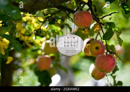 13 settembre 2021, Brandeburgo, Werder (Havel): Un melo invernale della varietà 'Florina' nel giardino del fiabco di mare Petzow, che è un giardino di frutta e avventura e un sito di produzione mostra di Christine Berger GmbH & Co. KG sul tema del fiabe di mare. Un negozio di fattoria e un mercato di specialità offrono prodotti biologici della regione. L'hotel mette inoltre a disposizione una caffetteria e un ristorante. Foto: Jens Kalaene/dpa-Zentralbild/ZB Foto Stock