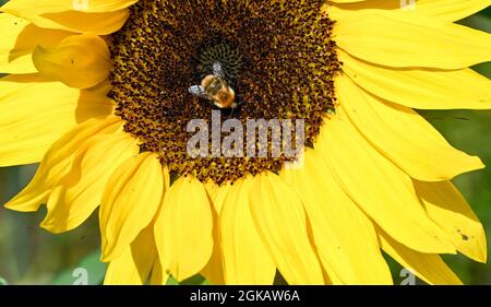 13 settembre 2021, Brandeburgo, Werder (Havel): Un bumblebee siede sulla fioritura di un girasole nel Giardino del fieno del Mare di Petzow. Come giardino di frutta e avventura, il sito è uno spettacolo di produzione di Christine Berger GmbH & Co. KG sul tema del mare buckhorn. Un negozio di fattoria e un mercato di specialità offrono prodotti biologici della regione. L'hotel mette inoltre a disposizione una caffetteria e un ristorante. Foto: Jens Kalaene/dpa-Zentralbild/ZB Foto Stock