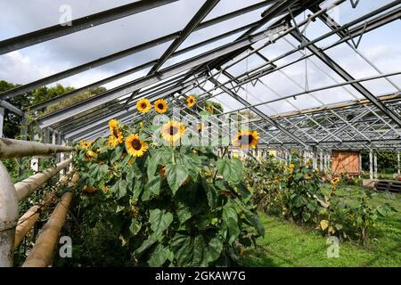 13 settembre 2021, Brandeburgo, Werder (Havel): Il giardino del fiabco di mare Petzow è un giardino di frutta e di esperienza e un sito di produzione di spettacolo della Christine Berger GmbH & Co. KG sul tema del fiabco di mare. Un negozio di fattoria e un mercato di specialità offrono prodotti biologici della regione. L'hotel mette inoltre a disposizione una caffetteria e un ristorante. Foto: Jens Kalaene/dpa-Zentralbild/ZB Foto Stock