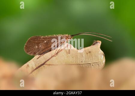 Scarsa Brown Sedge - Ironoquia dubia Foto Stock