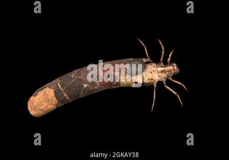 Scarsa Brown Sedge - Ironoquia dubia Foto Stock