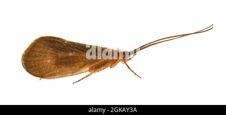 Scarsa Brown Sedge - Ironoquia dubia Foto Stock