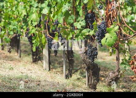Bel mazzo di uve nere nebbiolo con foglie verdi nei vigneti di Barolo, Piemonte, Langhe e patrimonio dell'umanità dell'UNESCO, Italia Foto Stock