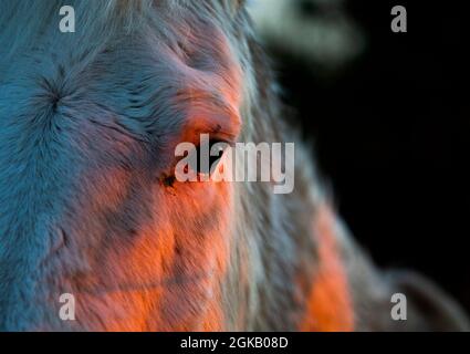 Il colore del tramonto si riflette sull'occhio di un cavallo sulle colline di Craigantlet in Co. Down, Irlanda del Nord Foto Stock