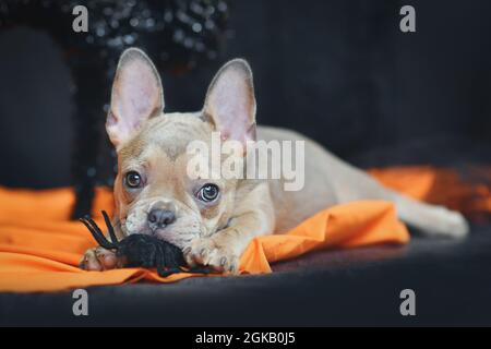 Carino cane Bulldog francese cucciolo masticare su Halloween decorazione ragno su coperta arancione Foto Stock