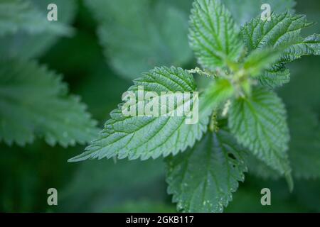 Foglia di ortica verde o ortica pungente, Urtica dioica, Urticaceae. Germogli giovani. Primo piano. Texture. Estate. È primavera. Foto di alta qualità Foto Stock