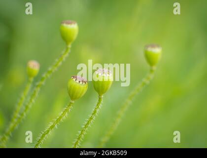 Sviluppo di semi di papavero campo. Foto Stock