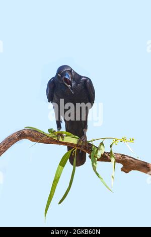 Torresisan Crow (Corvus orru) arroccato su una succursale che detiene un certo fogliame e Calling, Mornington Wildlife Sanctuary, Kimberley Region, Western Australia, Foto Stock