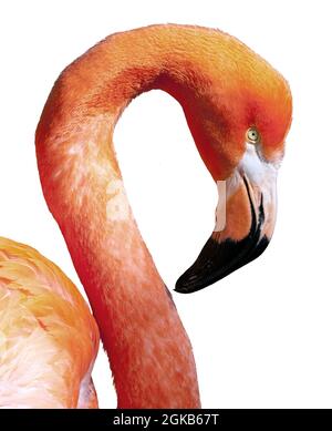 Flamingo Americano - Fenicottero ruber - bellissimo uccello di colore rosso Foto Stock