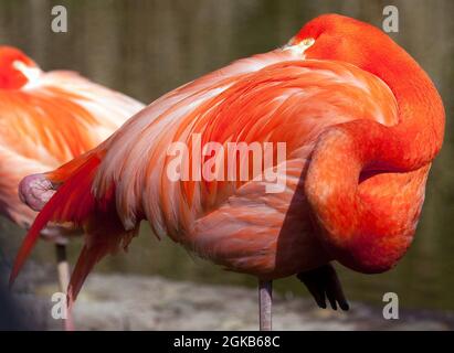 Flamingo Americano - Fenicottero ruber - bellissimo uccello di colore rosso Foto Stock