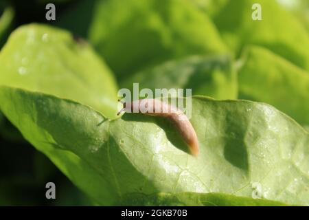 hedgehog slug su una foglia di insalata Foto Stock