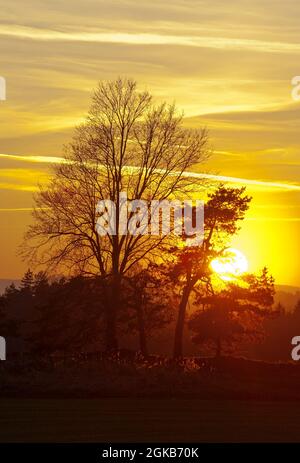 Tramonto con alberi Foto Stock
