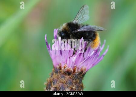 Primo piano su un bumblebee dalla coda rossa, Bombus lapidarius che si alimenta Foto Stock