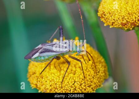 Primo piano sulla pianta di Lucerna o erba medica bug, Adelphocoris lineo Foto Stock