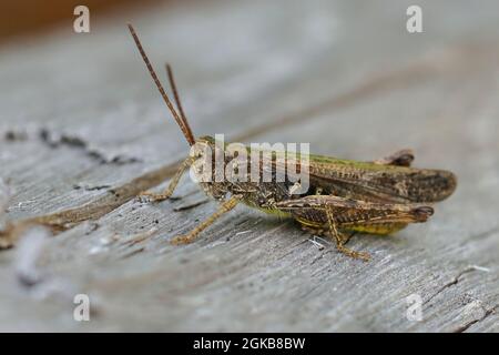 Primo piano su una cavalletta maschio ad arco, Chorthippus biguttulus Foto Stock