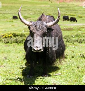 Gruppo di Yaks - bos grunniens o bos mutus - Nella valle di Langtang - Nepal Foto Stock