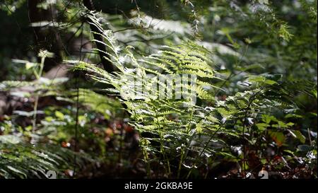 Bonn Germania Giugno 2021 Fern in foresta su sfondo verde in luce naturale del sole Foto Stock