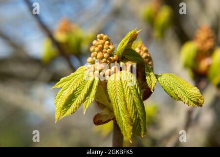 Foglie e fiori emergenti di un albero di castagno di cavallo Foto Stock