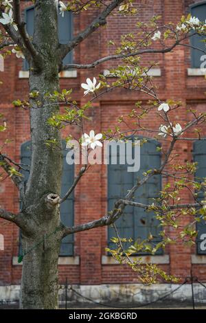 Fiorente albero Magnolia Kobus di fronte a un edificio in mattoni rossi con persiane in ferro. Foto Stock