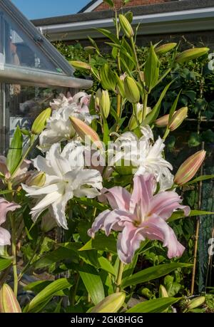 Primo piano di rosa e bianco doppio gigli orientali fiori che crescono nel giardino in estate Inghilterra Regno Unito GB Gran Bretagna Foto Stock